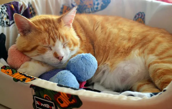 Picture cat, cat, comfort, toy, sleep, sleeping, lies, red