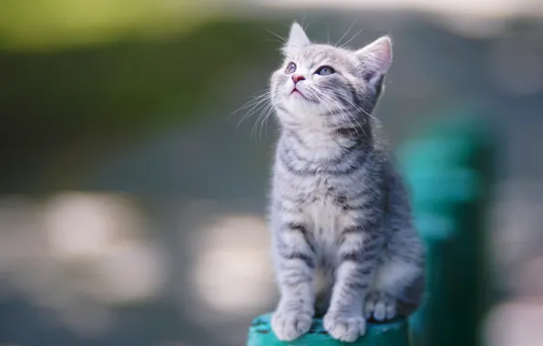 Picture background, sweetheart, kitty