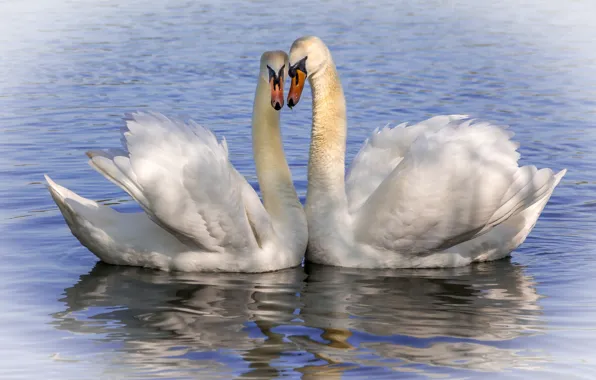 Water, birds, pose, together, pair, white, swans, pond
