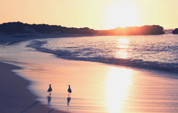 Picture sand, sea, dawn, seagulls, surf
