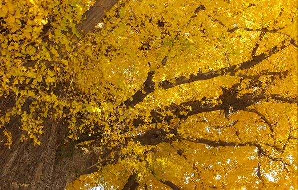 Picture Tree, Autumn, Leaves, Nature, Fall, Tree, Autumn, Yellow