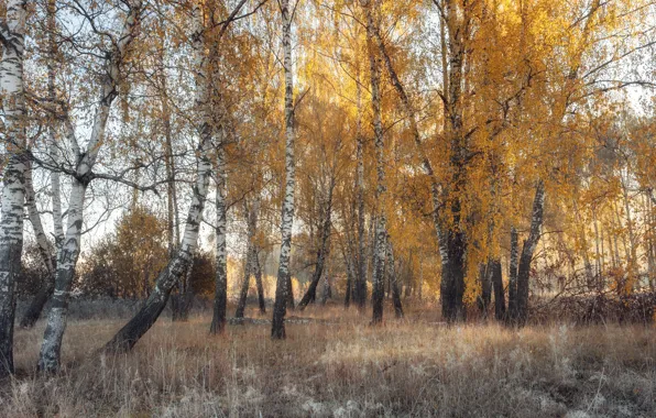 Autumn, forest, trees, branch, glade, birch, birch grove