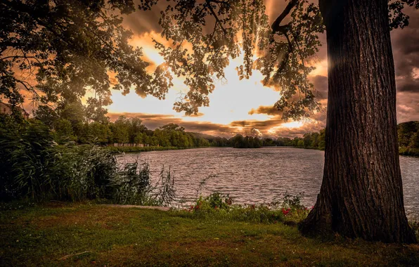 Picture lake, pond, sunrise, tree, dawn, morning, reed