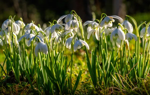 Spring, snowdrops, a lot