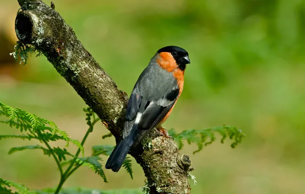 Leaves, background, bird, branch, bullfinch