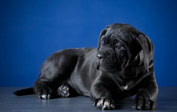 Background, stay, Dog, puppy
