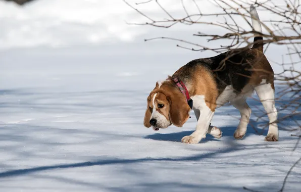 Winter, look, light, snow, branches, nature, pose, dog