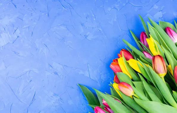 Picture flowers, bouquet, tulips, blue background