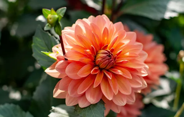 Macro, flowers, orange, dahlias