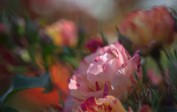 Flower, macro, light, flowers, rose, roses, treatment, bouquet