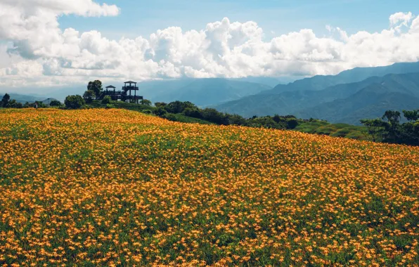 Field, summer, the sky, clouds, flowers, mountains, fog, hills