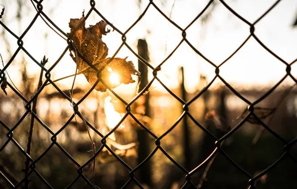 Autumn, leaves, light, the fence