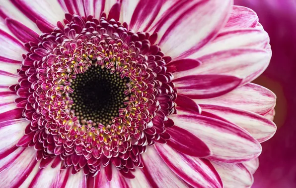 Picture flower, macro, gerbera, pink-white