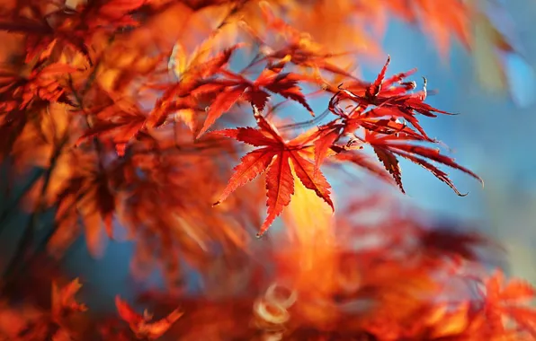 Autumn, leaves, nature