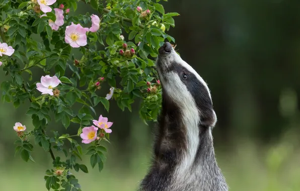 Look, flowers, branches, pose, foliage, Bush, briar, pink