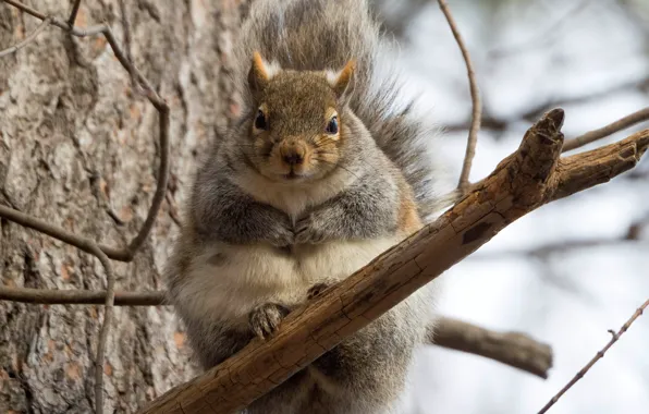 Picture look, trees, branches, pose, grey, protein, muzzle, sitting