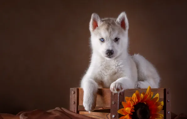 Picture sunflower, puppy, box, husky