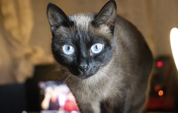 Cat, Room, Eyes, The trick, Blue, Siamese, Archanicum, Canon 200D