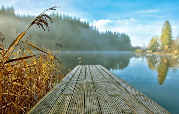 Picture forest, fog, lake, reed