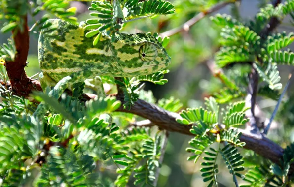 Greens, leaves, chameleon, tree, branch