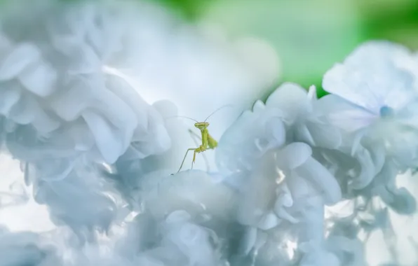 Picture macro, flowers, green, background, light, blur, mantis, insect