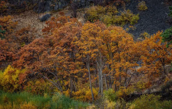 Autumn, forest, autumn forest