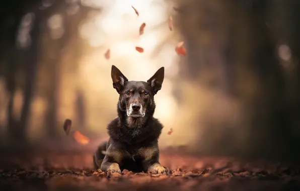 Autumn, nature, dog