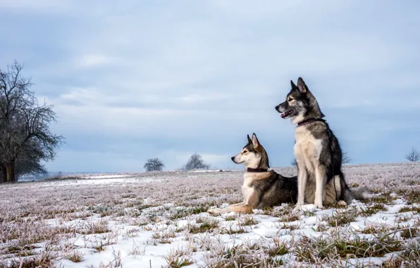 Field, autumn, dogs, snow