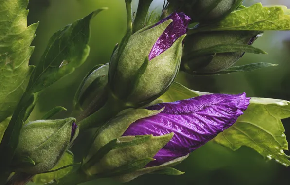 Leaves, macro, flowers, purple, buds, lilac, eustoma