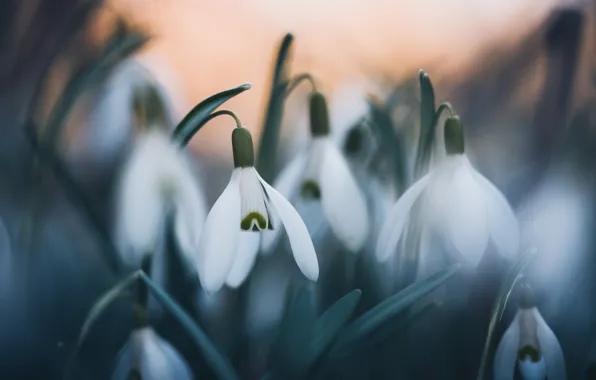 Flowers, blur, spring, snowdrops, white, primrose, bokeh