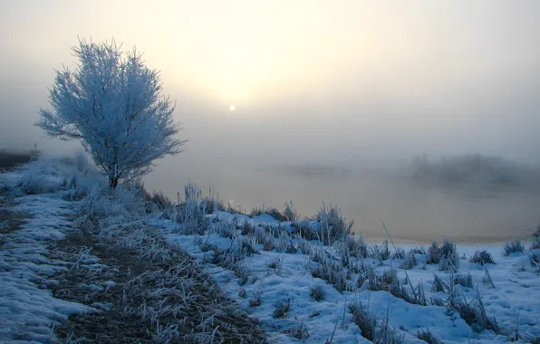 Grass, snow, trees, fog, river, morning