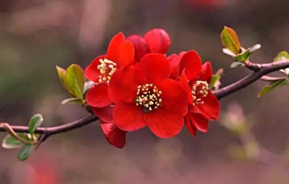 Picture macro, branch, spring, petals