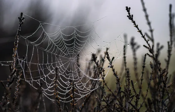 Nature, background, web