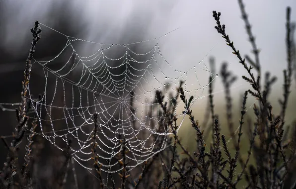 Picture nature, background, web