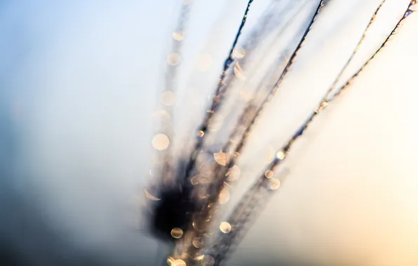 Picture macro, a blade of grass, bokeh