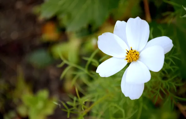 Picture white, macro, flowers