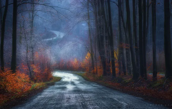 Picture road, leaves, Trees, Zan Foar