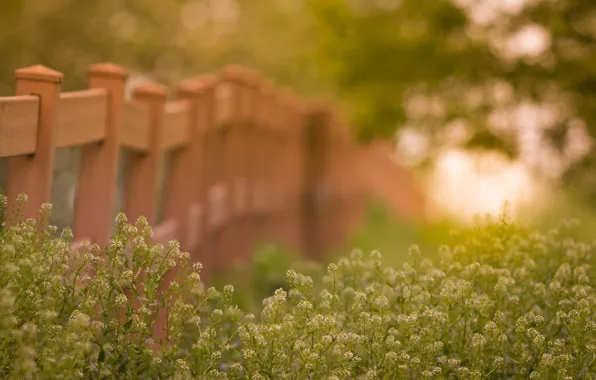 Wallpaper grass, fence, summer, flower, nature, bokeh