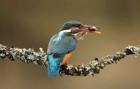 Background, bird, moss, fish, branch, beak, bird, lunch