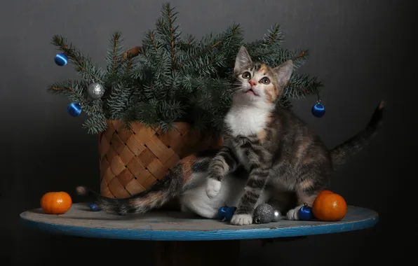 Cat, look, balls, branches, pose, the dark background, kitty, table