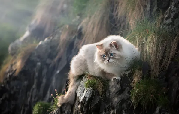 Cat, grass, cat, look, nature, stones, rocks, face