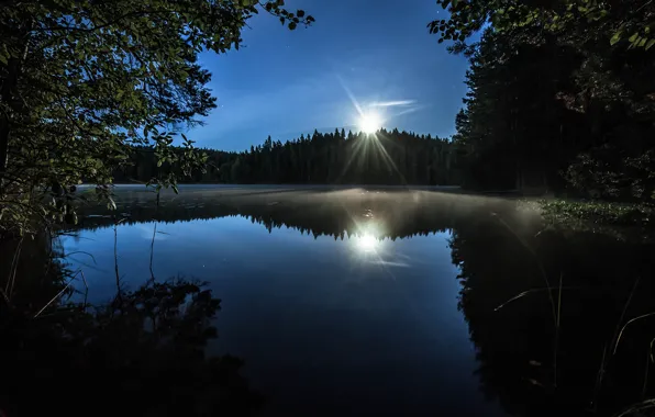 Trees, moonlight, reflection, Lake