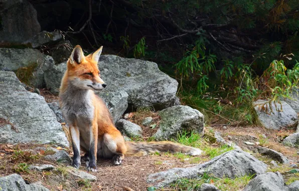 Picture nature, animal, stone, Fox, red Fox