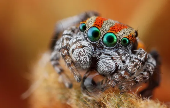 Eyes, look, macro, spider, jumper