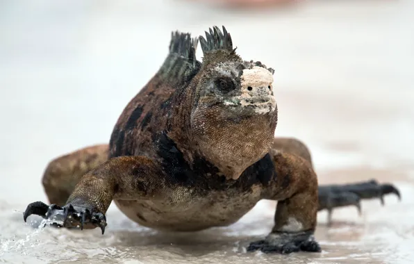 Nature, Amblyrhynchus cristatus, Marine Iguana
