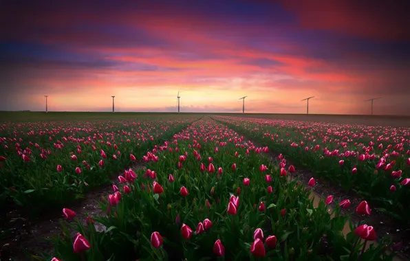Picture field, night, tulips