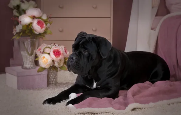 Picture flowers, black, roses, dog, puppy, cane Corso