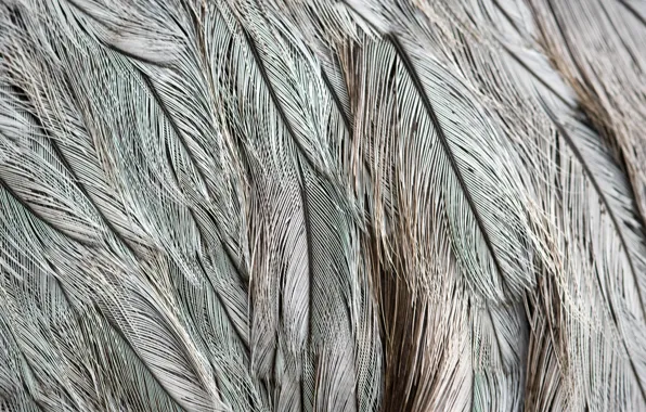 Feathers, Grey, Texture