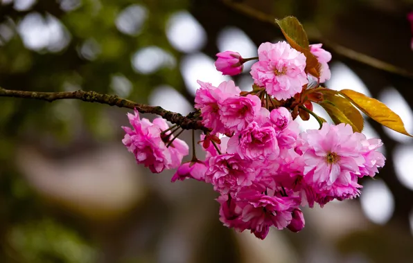 Flowers, branch, spring, Sakura, pink, flowering, almonds