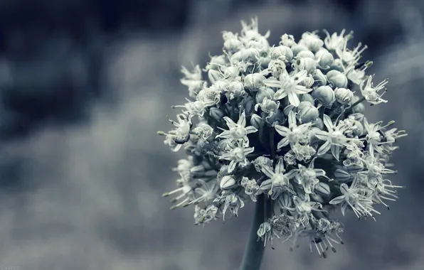 White, macro, flowers, plant